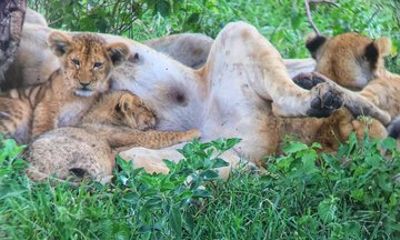 4 Day 3 Night in Masai Mara and Lake Nakuru Group Safari