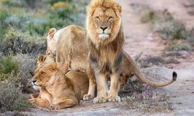 Aquila Big 5 Safari Day Tour