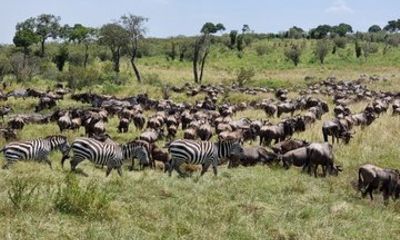12 Days Best of Kenya Safari and Beach Experience