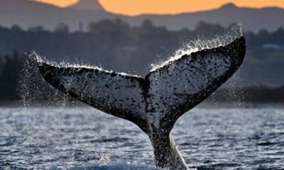 Whale Watching Adventure Ballina
