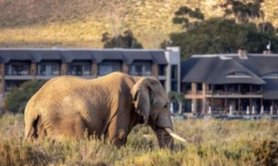 Taste of South Africa: 2 Day Aquila Big5 Safari & Winelands Lunch