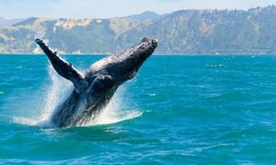 Kaikoura Wildlife Day Tour from Christchurch