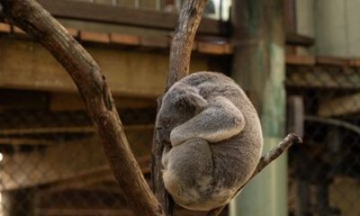Brisbane Koala Half day Wildlife Viewing Tour