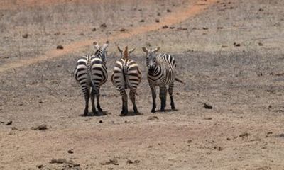 3 days Tsavo East National Park and Ngutuni Sanctuary Safari