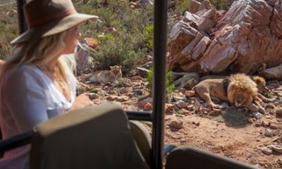 Aquila Safari & Franschhoek Tram: Full Day Wine and Wildlife Tour