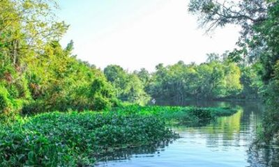 Paddle Board Tour at Wekiwa Springs