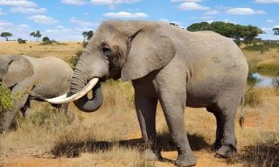 Mthimande African Wildlife Safari Adventure
