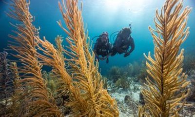 Key Largo Florida Scuba Activity