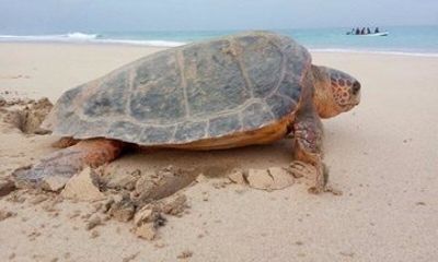 Loggerhead Turtle Nesting Tour in Santa Maria