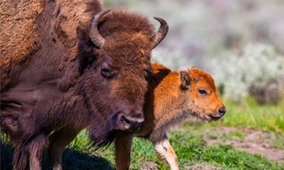 2 Day Yellowstone Tour from Bozeman