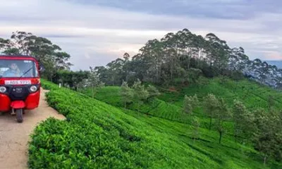 Private Day Tour Kandy to Nuwara Eliya with Tea Factory Visit