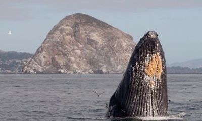 Whale Watching in Morro Bay Humpback and Gray Whales with Sub Sea