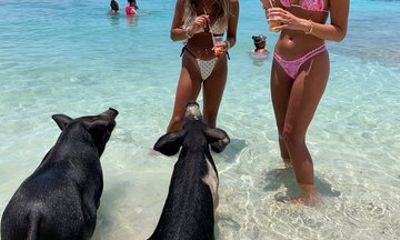 Swimming with Pigs and Turtles Snorkeling and Sunset Cruise