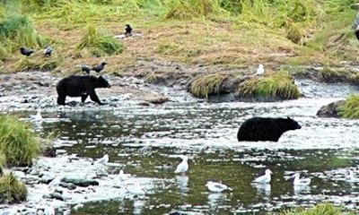 Ketchikan City and Wildlife Tour with Saxman Native Village
