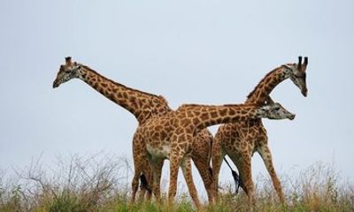 Arusha National Park Private Full-Day Safari