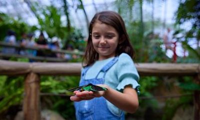 Kuranda Deluxe with Scenic Railway and Butterfly Sanctuary