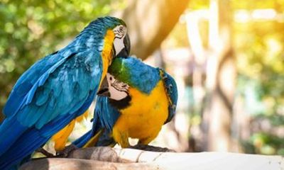 Full Day Chuncho Macaw Clay Lick Tour in Tambopata