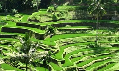 Ubud Highlights Tour Barong Dance, Waterfalls & Jungle Swing
