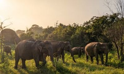 Ultimate Elephant Safari Experience With Gisban Tours