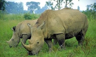 From Johannesburg 3-Day Safari Pilanesberg National Park