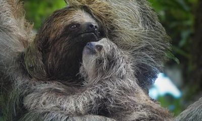 Sloth and Hanging Bridges Tour Bijagua