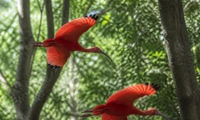 Wildlife of Trinidad with the Scarlet Ibis Tour