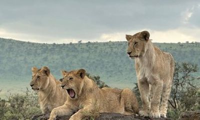 3 Day Camping Safari in Serengeti and Ngorongoro crater