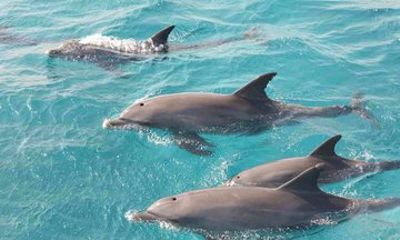 Dolphins house & snorkeling