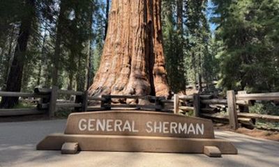 Private 1 Day Tour to Sequoia and Kings Canyon National Parks