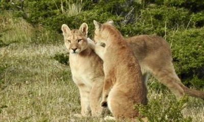 Private Puma Tracking Experience in Torres del Paine