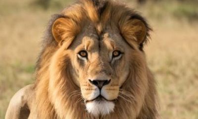 From Johannesburg 2 Days Private Pilanesberg National Park Tour