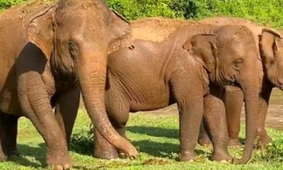 From Johannesburg 3 Days Private Safari Pilanesberg National Park