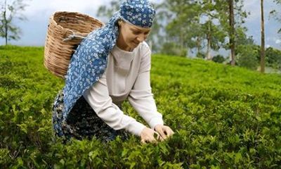 Tea Factory Tour from Nuwara Eliya