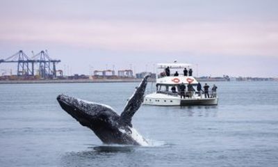 Discover the Marine Big 5 in Namibia Catamaran Cruise