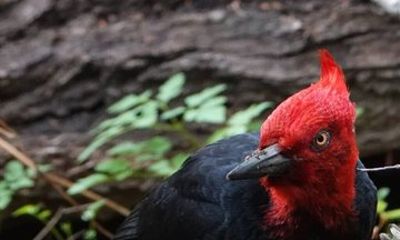 Birding in Tierra del Fuego National Park