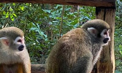 Monkeys' city Tours and Dune Buggies puerto plata