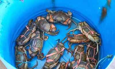 Private Crab Island Sightseeing Boat Ride and Seafood Lunch