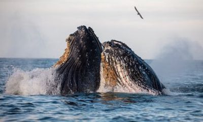 Intimate Whale Watching Tour Sunset