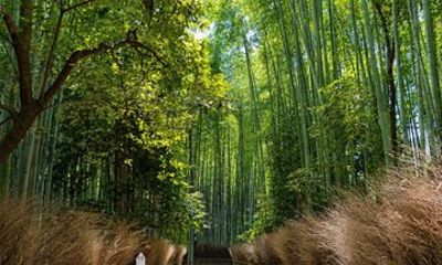From Kyoto Fushimi Inari Kiyomizu Dera and Arashiyama Day Tour