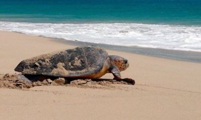 Sal Island: Loggerhead Turtle Watching Experience