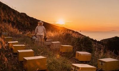 Naxos Estate Olive Oil & Honey Tasting & Farm-to-Table Breakfast