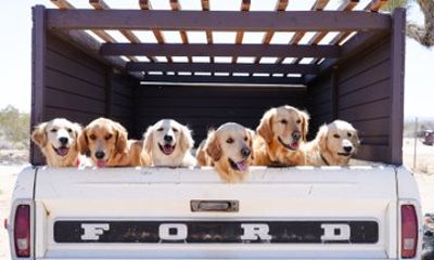 Golden Retriever Retreat in Joshua Tree, CA
