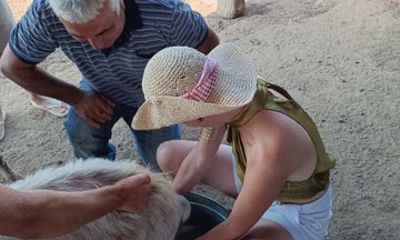 Thessaloniki Greek Goat Farm, Cheese Tasting and Monastery Tour