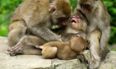 Private Jigokudani Snow Monkeys and Local Brewery Tour