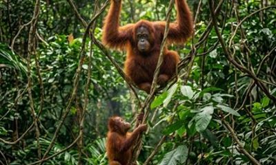 From Penang OrangUtan Island Tour Nyonya Lunch and Heritage Walk