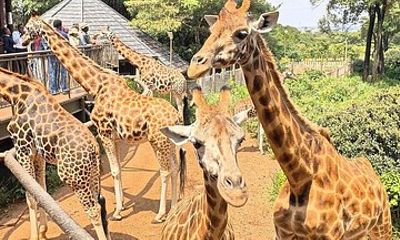 Giraffe Centre Wildlife Encounter in Nairobi