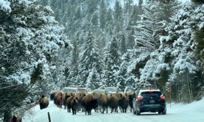 Winter Wildlife Safar in Lamar Valley from Bozeman