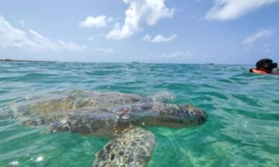 Snorkeling with turtles and swimming in cenote with crystal clear waters