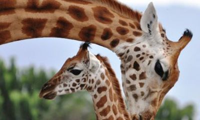 Giraffe Centre & Free Visit to Kobe Beads Factory Experience