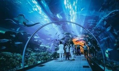 Dubai Aquarium Underwater Zoo with Penguin Cove Ticket